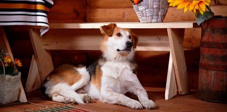 casas rurales que admiten perros