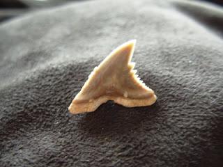 Fauna prehistórica descubierta en México