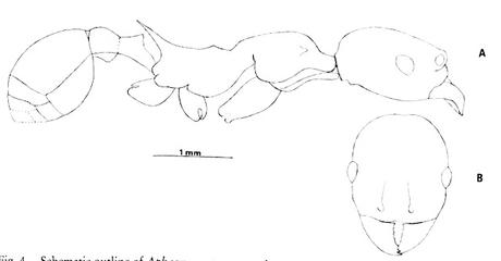 Fauna prehistórica descubierta en México