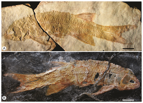 Fauna prehistórica descubierta en México