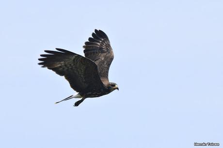 Caracoleros en vuelo