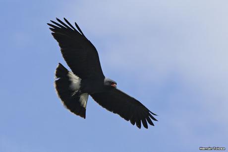 Caracoleros en vuelo