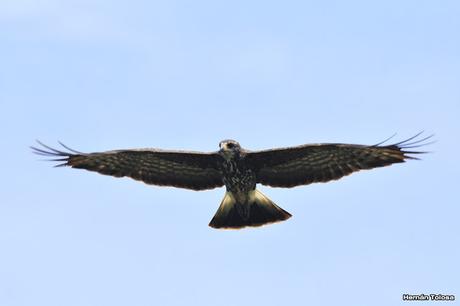 Caracoleros en vuelo