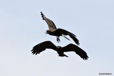 Caracoleros en vuelo