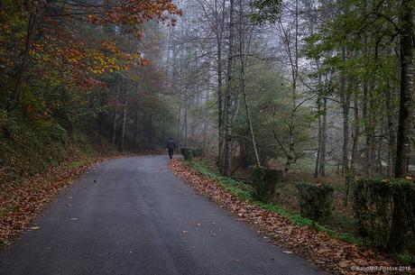 Buscando la niebla