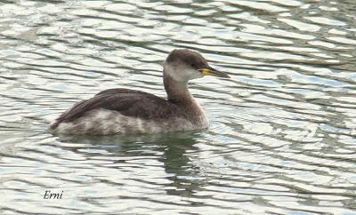 LLEGÓ EL INVIERNO... DE VERDAD