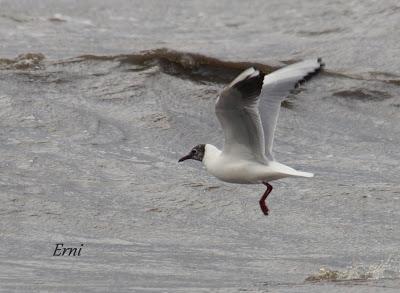LLEGÓ EL INVIERNO... DE VERDAD