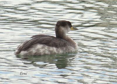 LLEGÓ EL INVIERNO... DE VERDAD