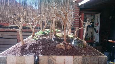 Diorama con Acers Campestres  : 12 El bosque sigue creciendo .