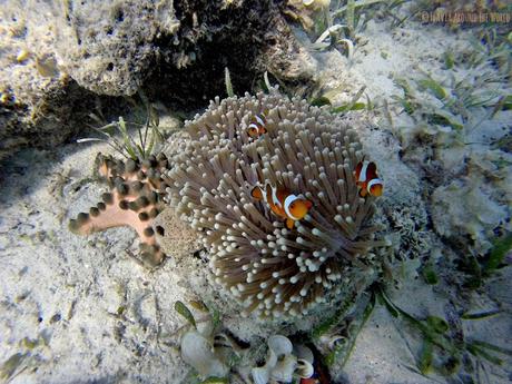 Nemos en las profundidades de las 17 islas, Riung, Flores