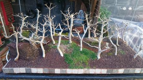 Diorama con Acers Campestres  : 12 El bosque sigue creciendo .