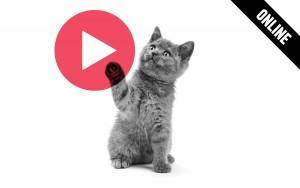 ¿Sabes lo que es “Vine”? ¿Sabes lo que es “Vine”?