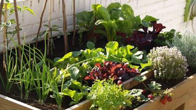 Como construir tu propio Huerto Urbano