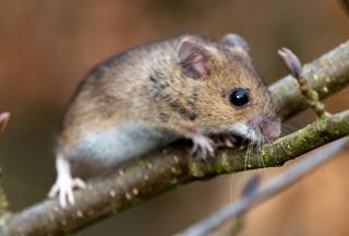 Nutrición ortomolecular, una historia de ratones.
