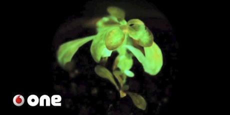 Glowing Plant el proyecto que busca sustituir a las farolas de las calles por árboles bioluminiscentes
