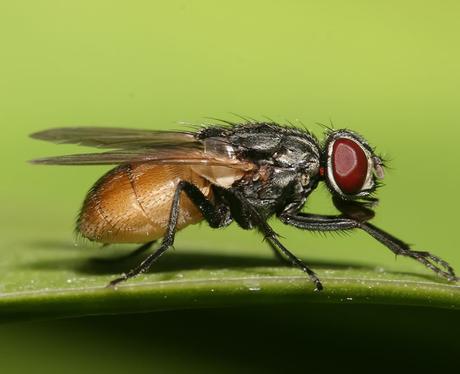 Musca domestica Musca domestica Musca domestica mosca domestica