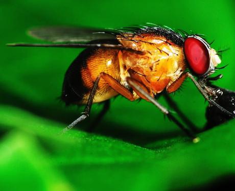 Drosophila melanogaster Moscas de la Fruta Moscas de la Fruta drosophila melanogaster