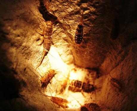 Thermobia domestica Thermobia domestica Thermobia domestica -  Insectos del Fuego. thermobia domestica