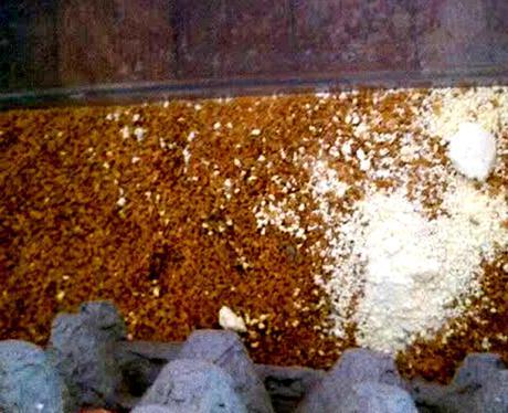 Cultivo Thermobia domestica Thermobia domestica Thermobia domestica -  Insectos del Fuego. thermobia domestica cultivo