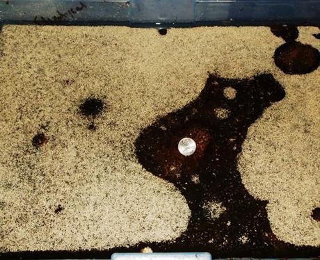 Criadero Colembolos colembolos_cultivo colembolos_cultivo Criadero de colémbolos Colémbolos Colémbolos colembolos cultivo