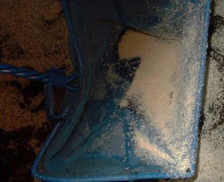 manejo_colembolos manejo_colembolos Manejo colémbolos Colémbolos Colémbolos manejo colembolos