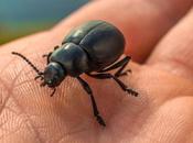 ¿Cómo saber tienes plaga chinches casa?