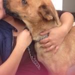 Salvan del antirrabico a los perros del Sr. Davir, ya tienen hogar