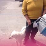 Salvan del antirrabico a los perros del Sr. Davir, ya tienen hogar