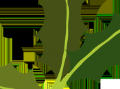 Vientre plano salvia laurel