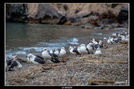 MARO (MÁLAGA): ACANTILADOS DE MARO -CALA DEL CAÑUELO-