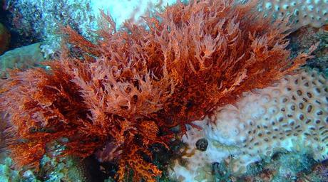 Algas rojas: propiedades, beneficios y contraindicaciones