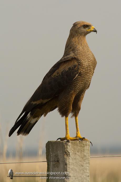 Aguilucho colorado (Savanna Hawk) Buteogallus meridionalis