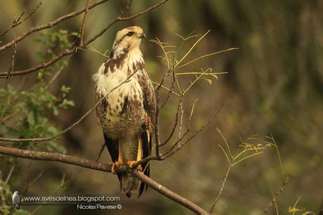 Aguilucho colorado (Savanna Hawk) Buteogallus meridionalis