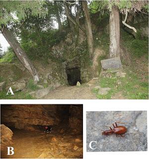 Se descubren 5 géneros nuevos de carábidos subterráneos en China