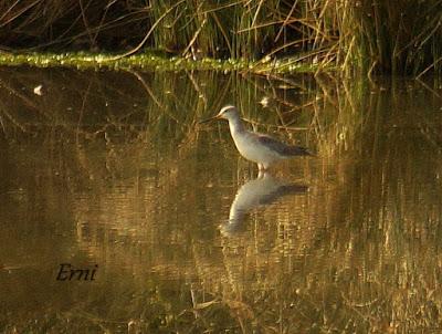 DECADENCIA DE UN BLOG