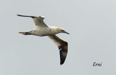 DECADENCIA DE UN BLOG