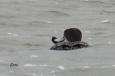 DECADENCIA DE UN BLOG