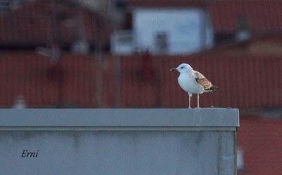 DECADENCIA DE UN BLOG