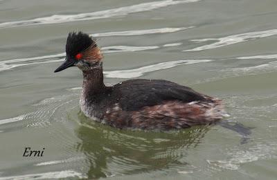 DECADENCIA DE UN BLOG