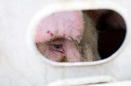 LA CRUDA REALIDAD ANIMAL: SUBPRODUCTOS DE MATADERO.