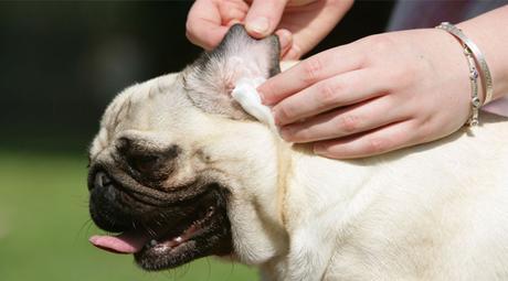 cómo limpiar los oídos a tu perro