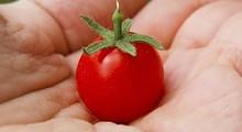 Tomate Cherry