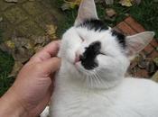 Descubre porque ronronea gato beneficios tiene