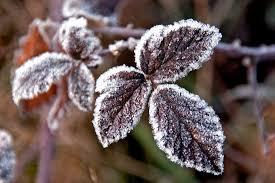 Heladas de febrero