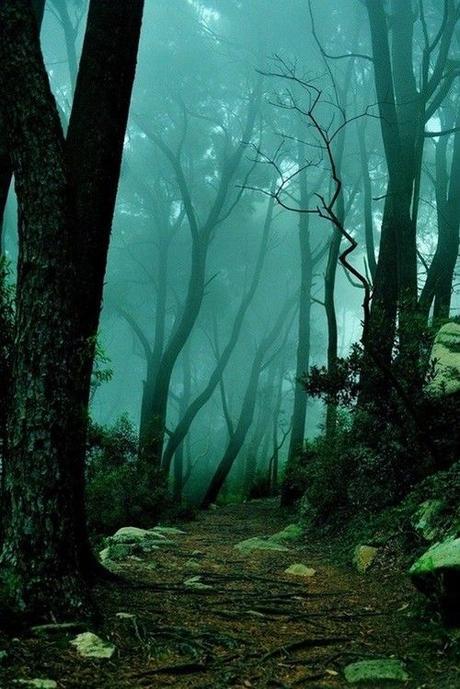 Sintra forest, Portugal by Ari Bixhorn: 