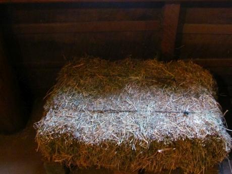 En búsqueda del Che en la Patagonia. San Martín de los Andes