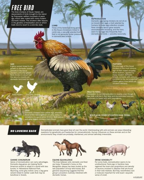 Zoología: Pollos asilvestrados.