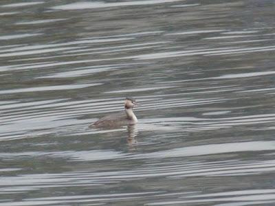 Zampullines, somormujos, colimbos.