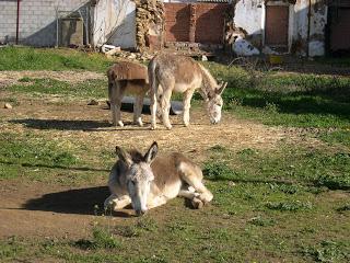 Higuera de la Sierra