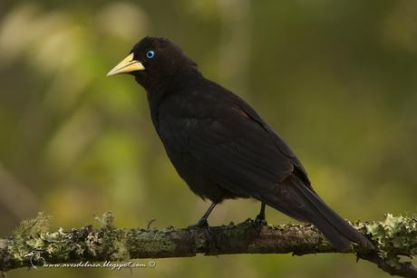 Boyero cacique (Red-rumped Cacique) Cacicus haemorrhous Boyero cacique (Red-rumped Cacique) Cacicus haemorrhous